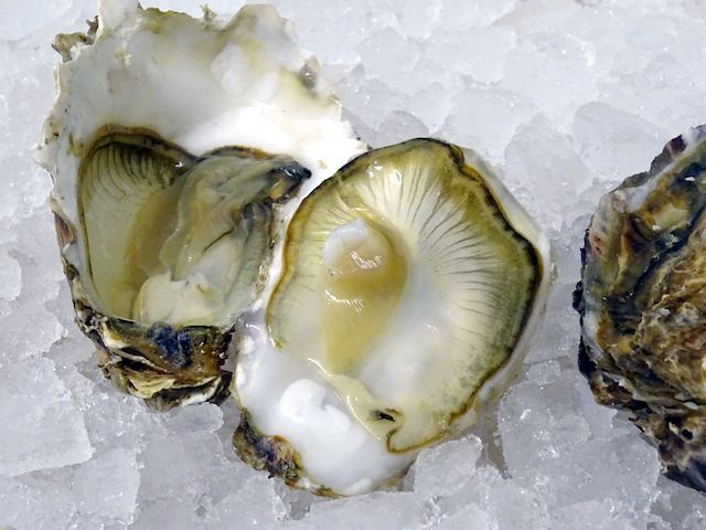 Oysters