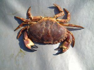 Crab