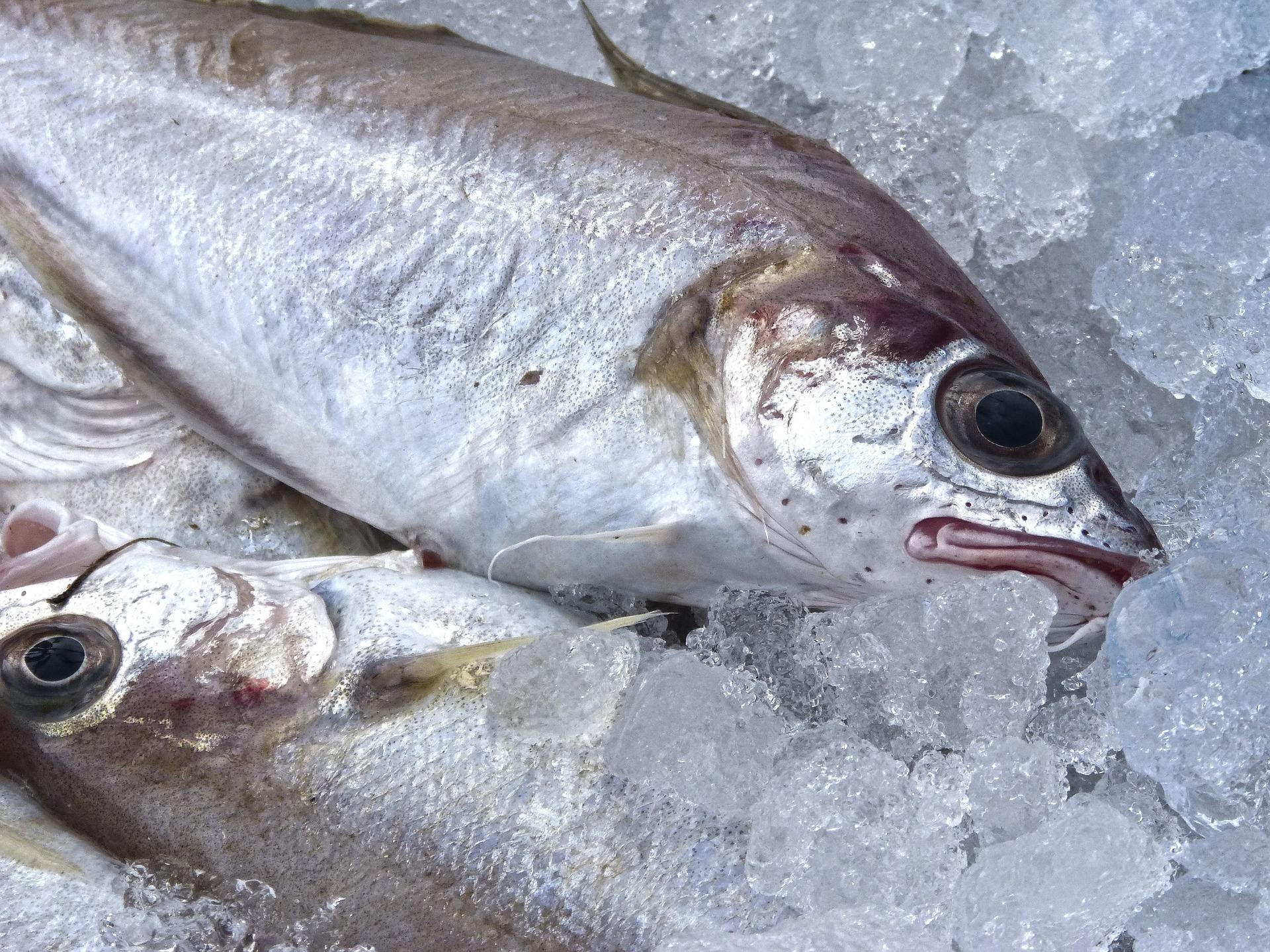 How To Keep Your Fish Fresh In The Freezer - George Hughes Fishmonger