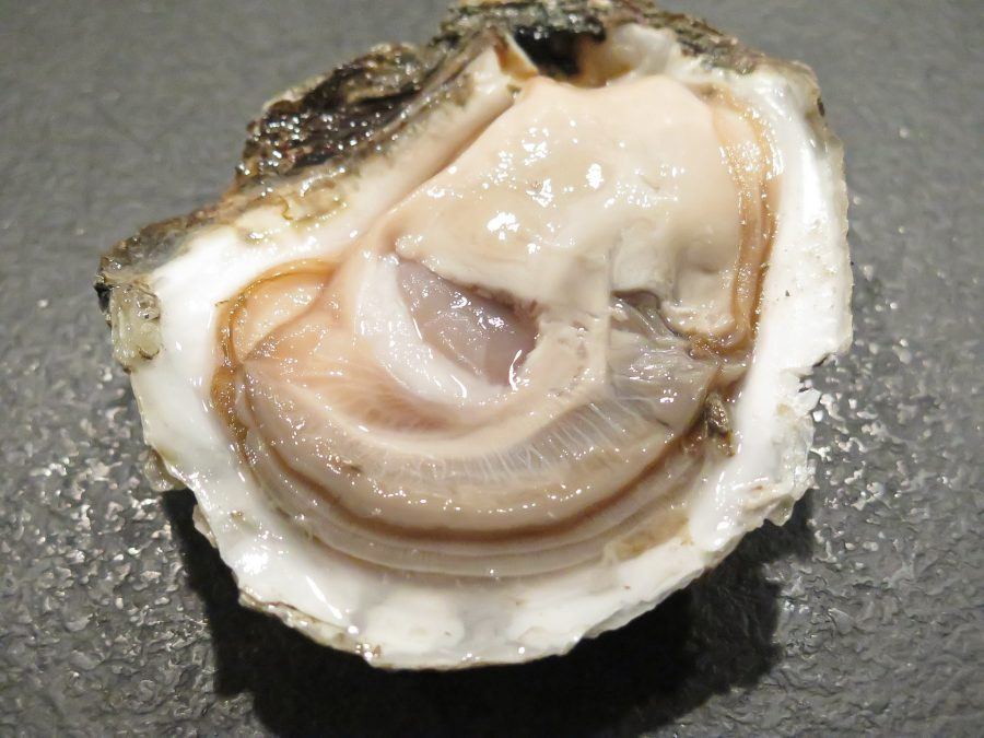 oyster-1576297_1920