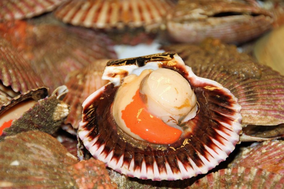 scallops in shell
