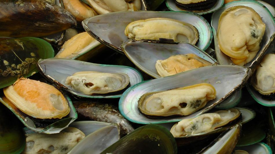 Open Mussels